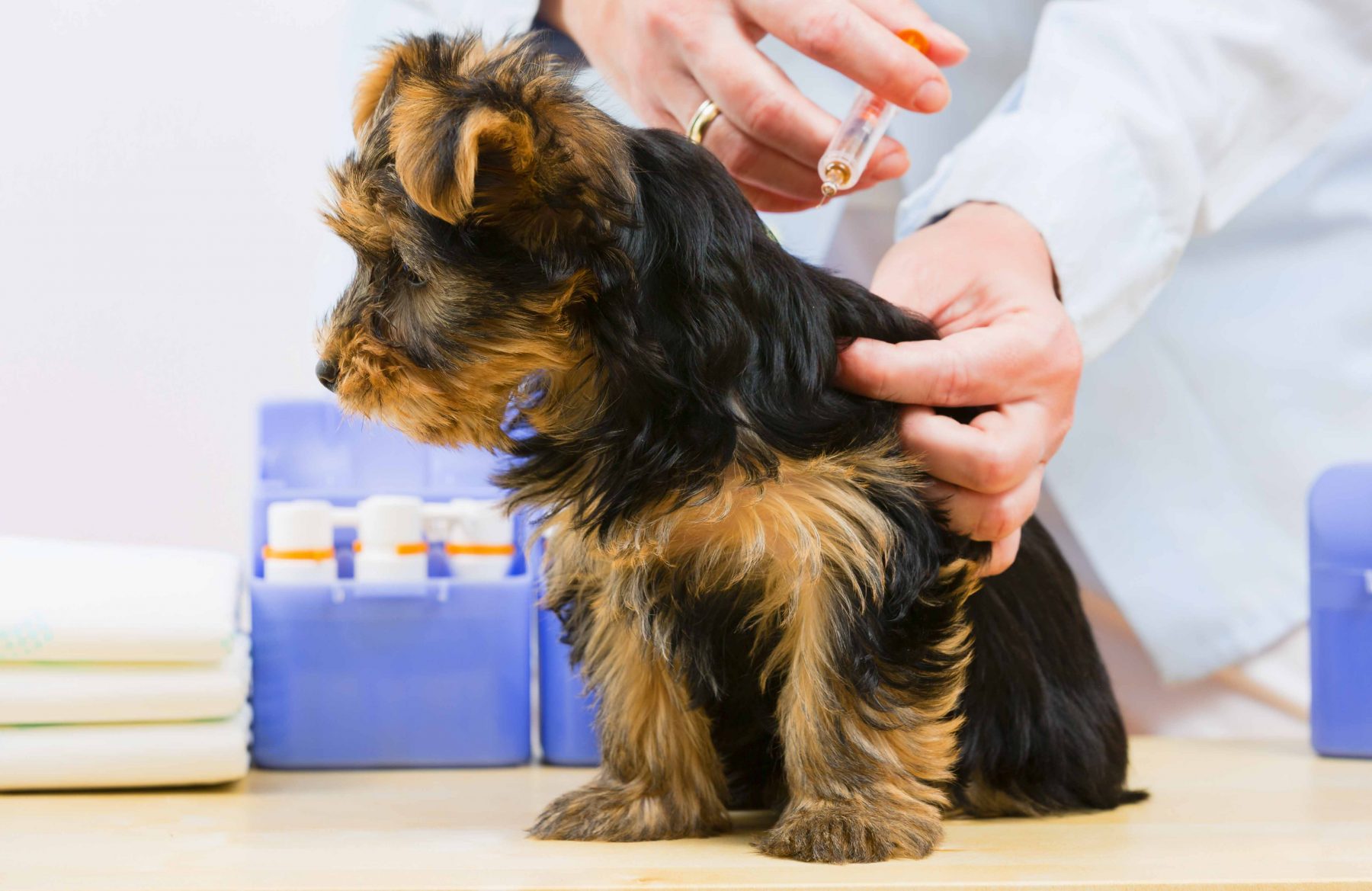 puppy immunization