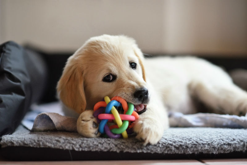 toys for dogs that like to chew