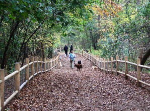 Top 5 Dog Parks In Toronto Mclean Animal Hospital